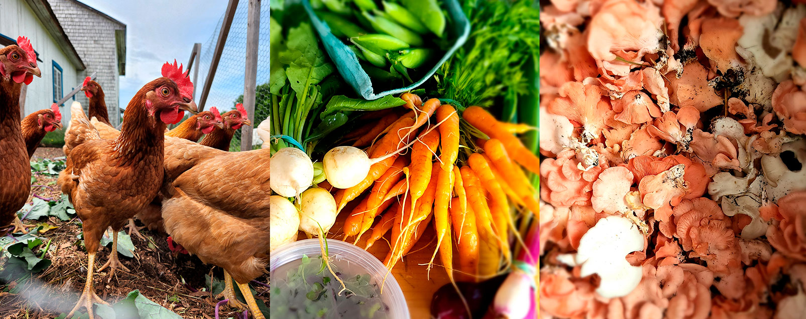 Nos fruits et légumes